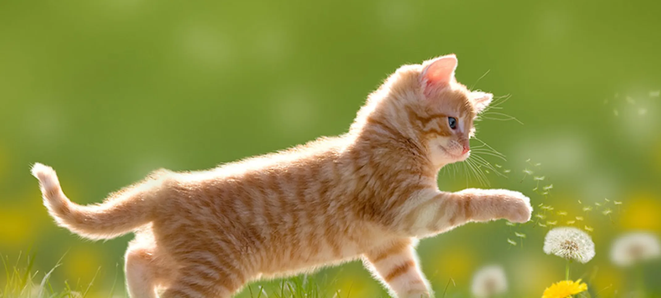 Cat playing with a dandelion in a grass field.